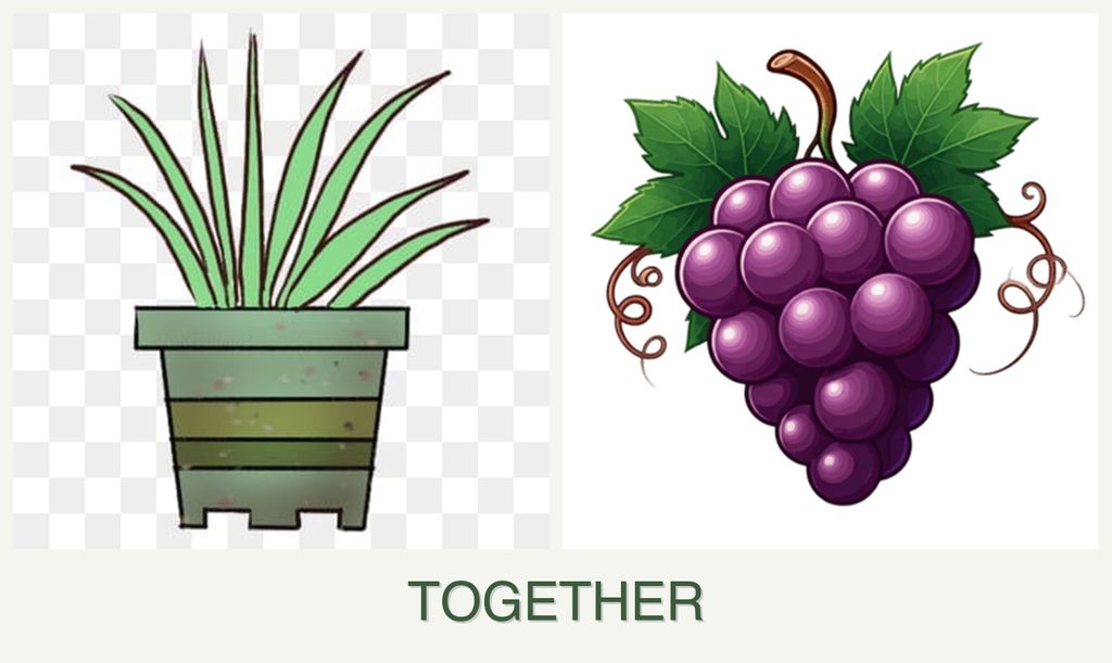 Can you plant lemongrass and grapes together?