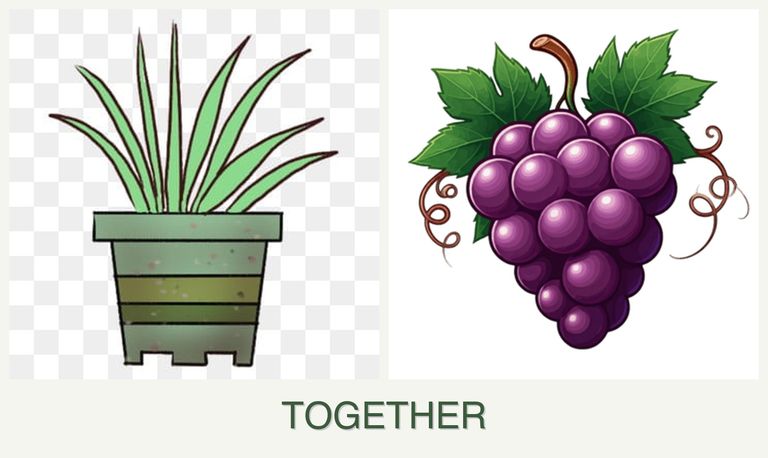 Can you plant lemongrass and grapes together?