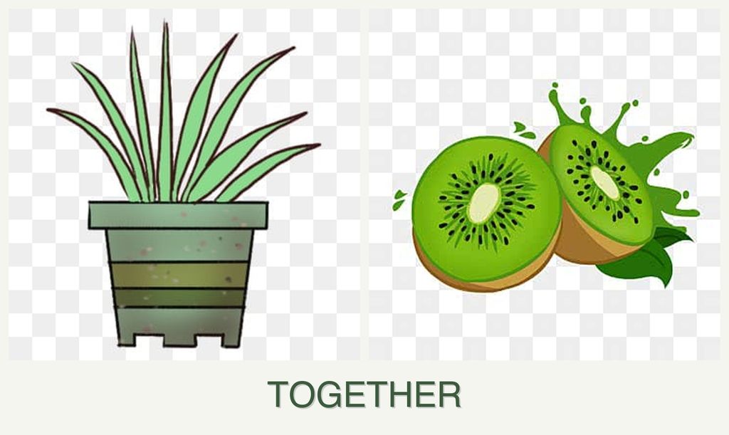 Can you plant lemongrass and kiwi together?