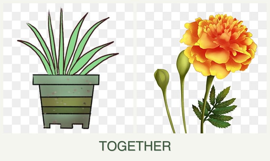 Can you plant lemongrass and marigolds together?
