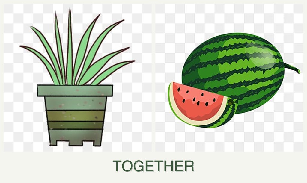 Can you plant lemongrass and melons together?