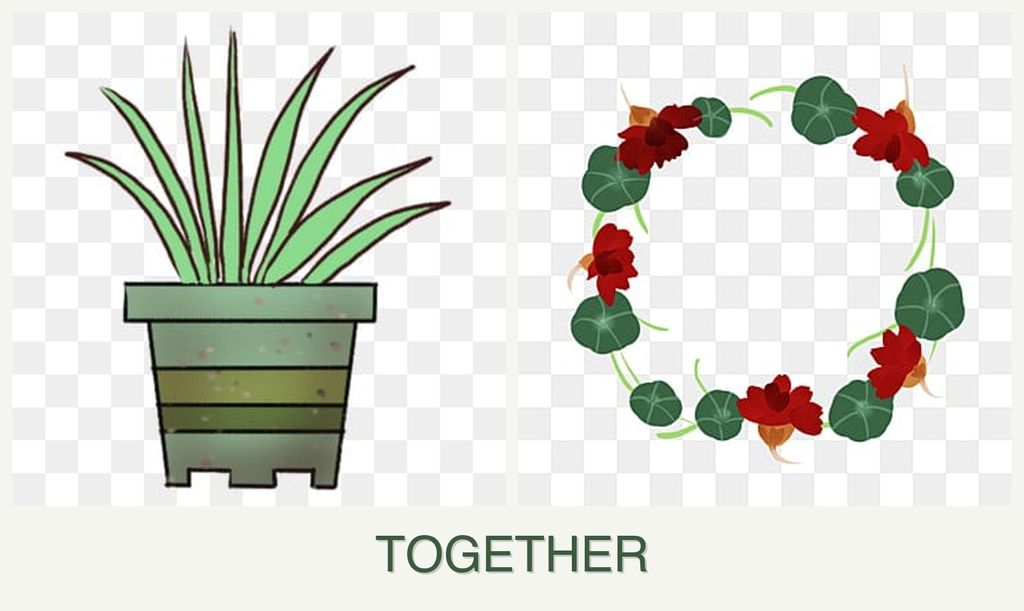 Can you plant lemongrass and nasturtiums together?