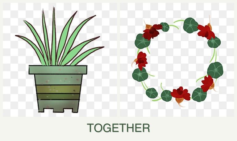 Can you plant lemongrass and nasturtiums together?