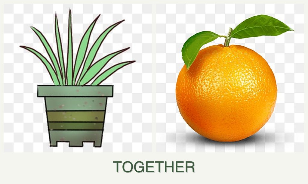 Can you plant lemongrass and oranges together?
