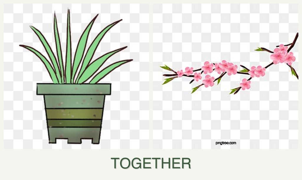 Can you plant lemongrass and peaches together?