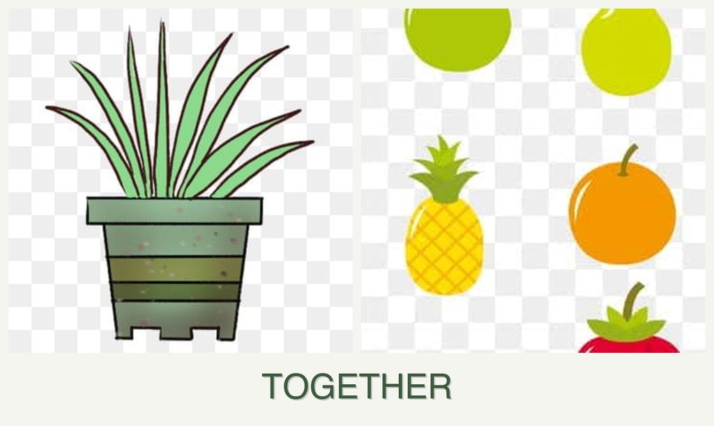 Can you plant lemongrass and pears together?