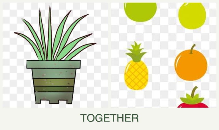 Can you plant lemongrass and pears together?