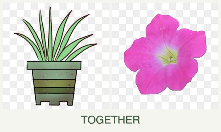 Can you plant lemongrass and petunias together?