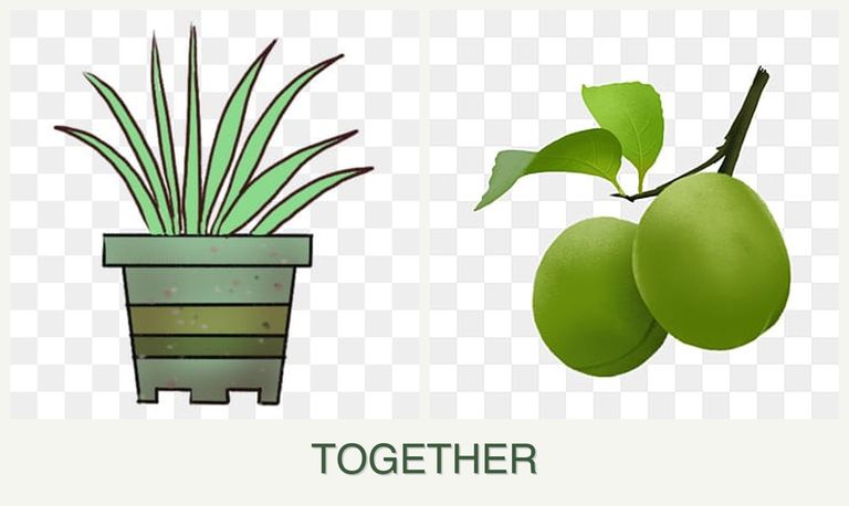 Can you plant lemongrass and plums together?