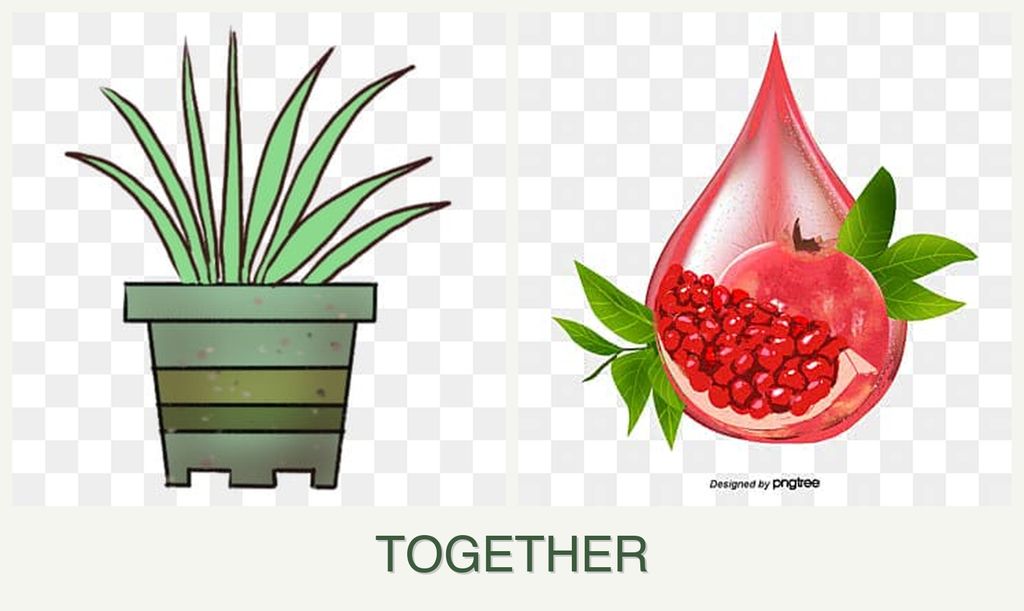 Can you plant lemongrass and pomegranates together?