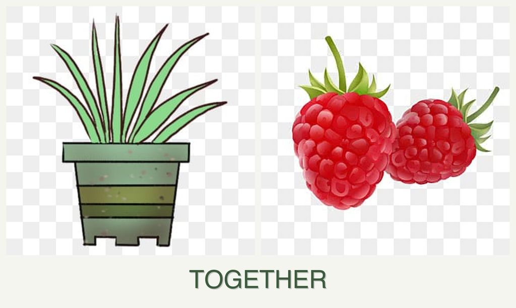 Can you plant lemongrass and raspberries together?