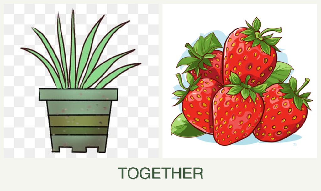 Can you plant lemongrass and strawberries together?