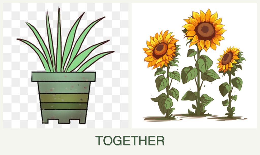 Can you plant lemongrass and sunflowers together?