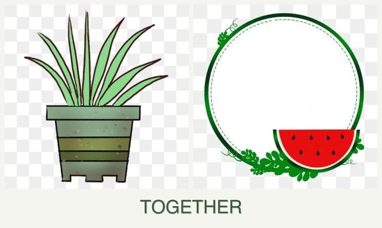 Can you plant lemongrass and watermelons together?