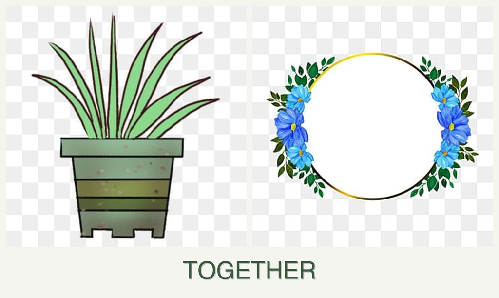 Can you plant lemongrass and zinnias together?