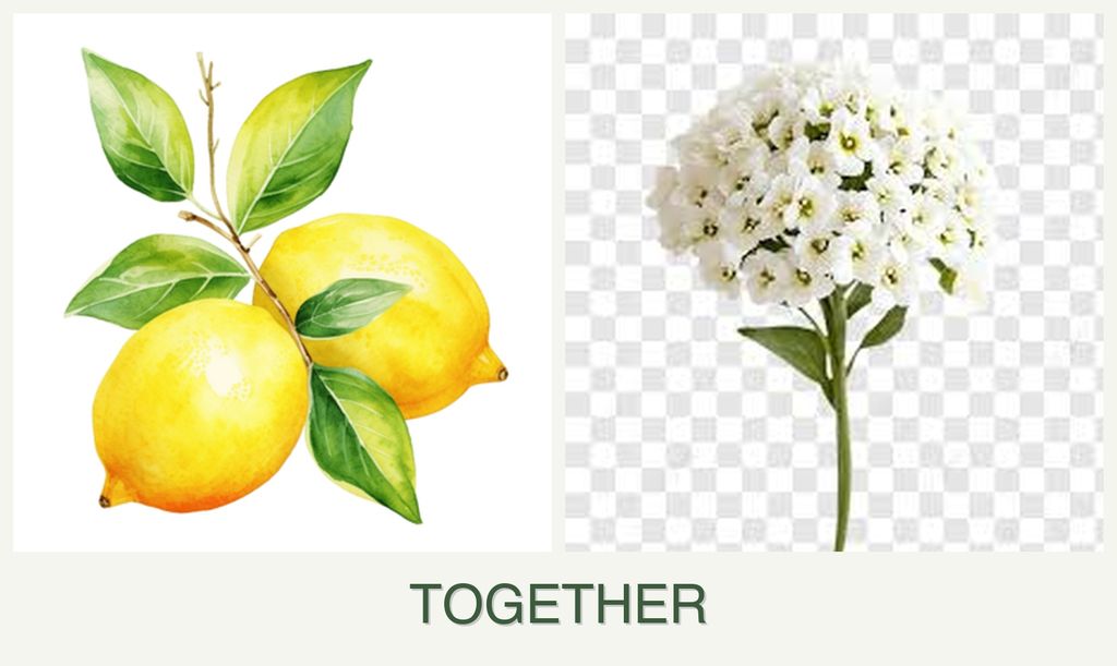 Can you plant lemons and alyssum together?