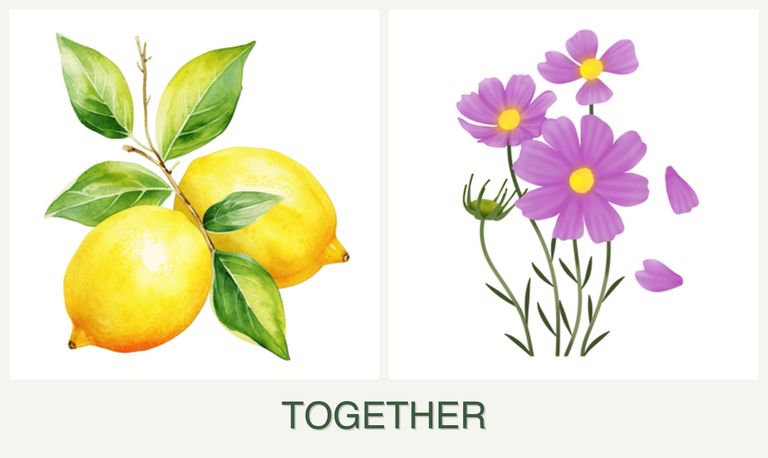 Can you plant lemons and cosmos together?