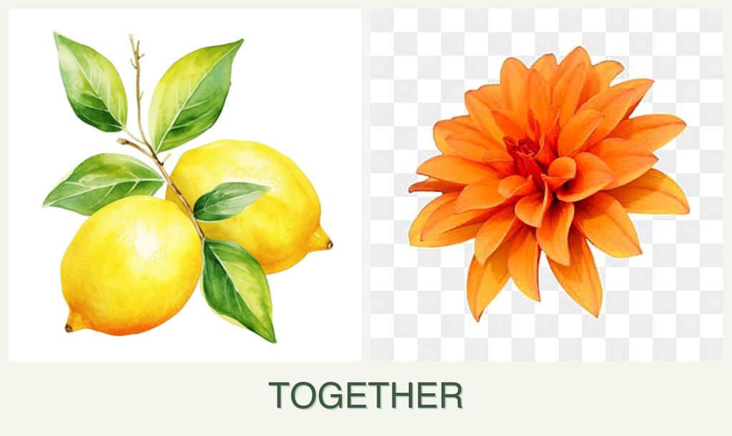Can you plant lemons and dahlias together?