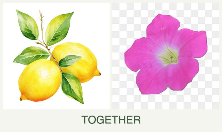 Can you plant lemons and petunias together?