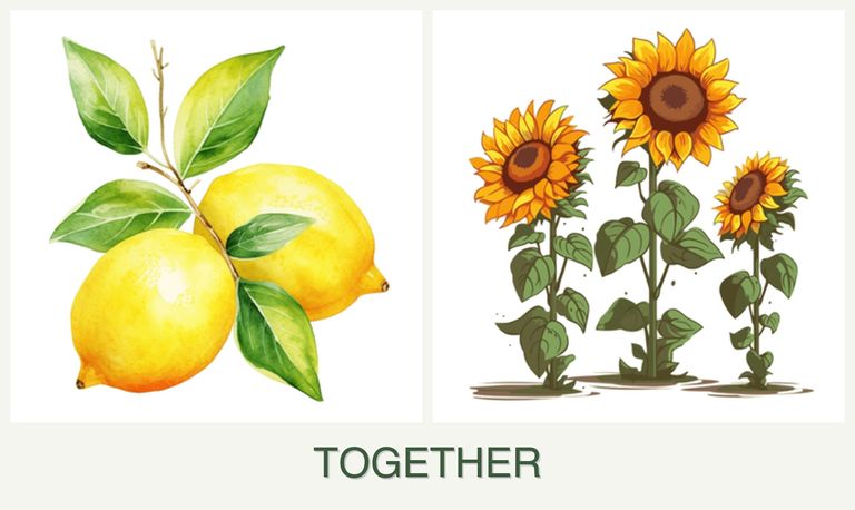 Can you plant lemons and sunflowers together?