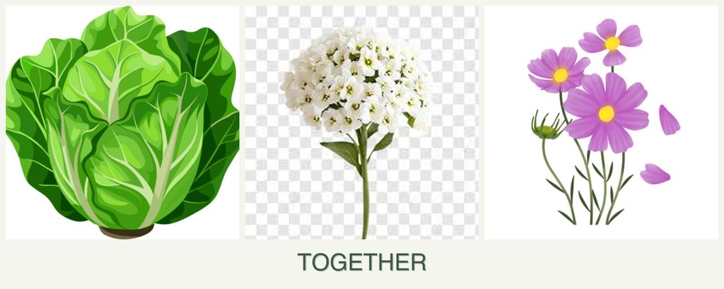 Can you plant lettuce, alyssum and cosmos together?