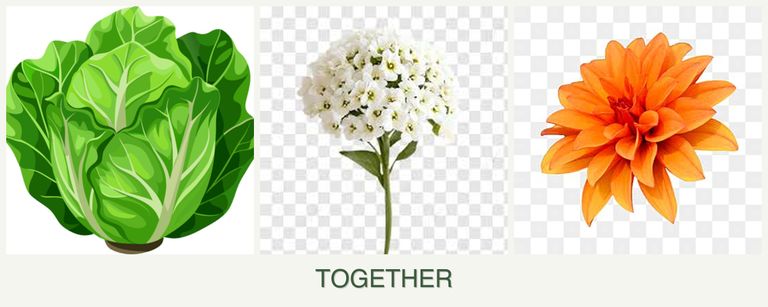 Can you plant lettuce, alyssum and dahlias together?