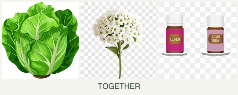 Can you plant lettuce, alyssum and geraniums together?