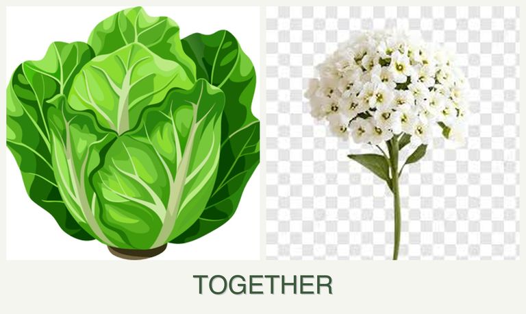 Can you plant lettuce and alyssum together?