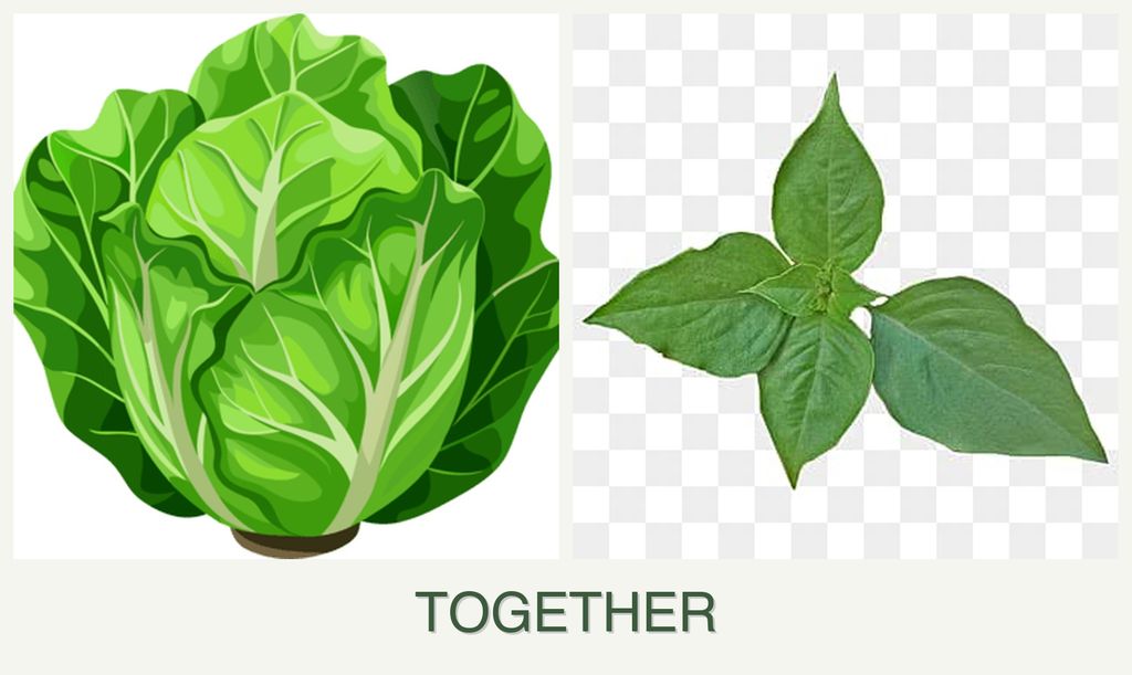 Can you plant lettuce and basil together?