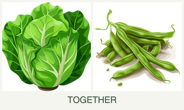 Can you plant lettuce and beans together?