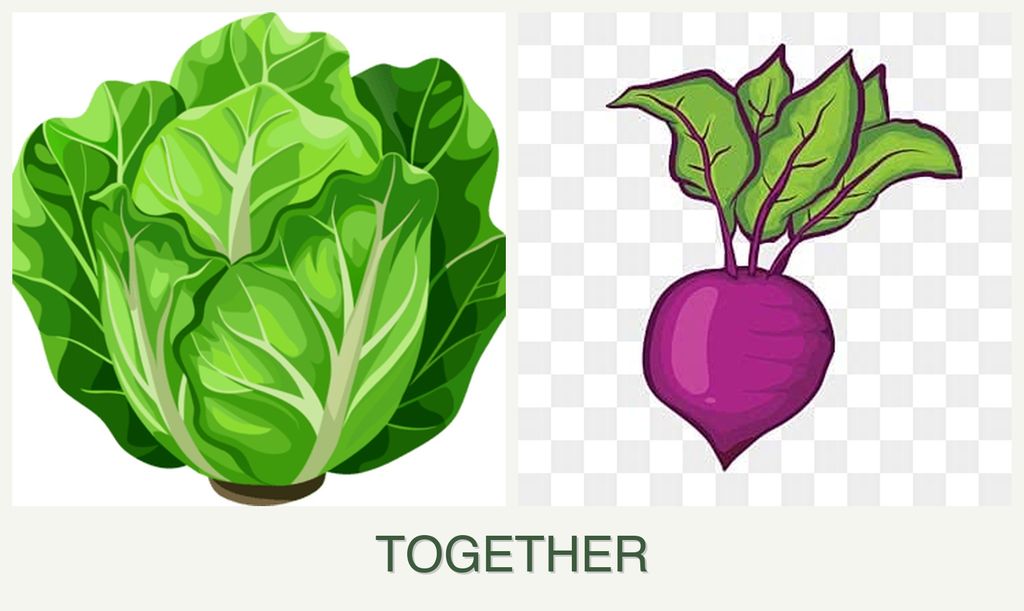 Can you plant lettuce and beets together?