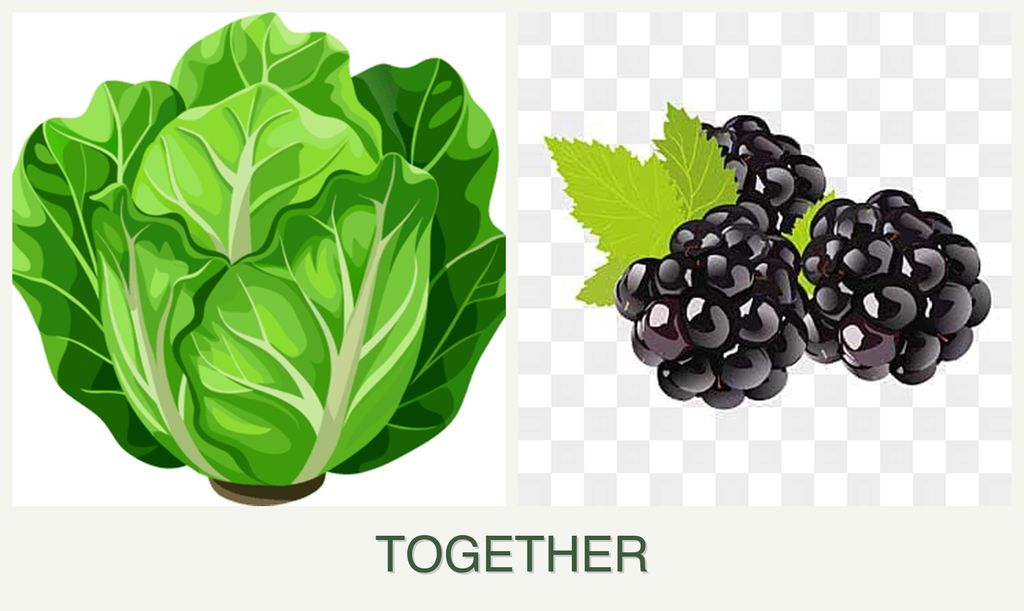 Can you plant lettuce and blackberries together?