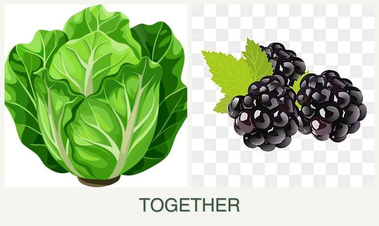 Can you plant lettuce and blackberries together?
