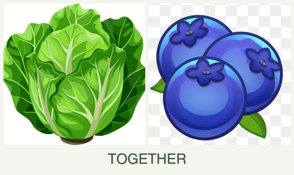 Can you plant lettuce and blueberries together?