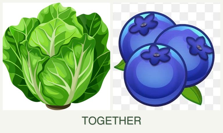 Can you plant lettuce and blueberries together?