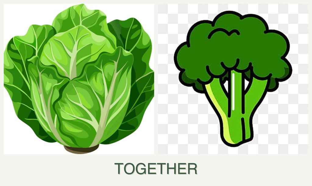 Can you plant lettuce and broccoli together?