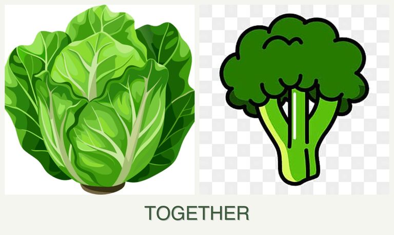 Can you plant lettuce and broccoli together?