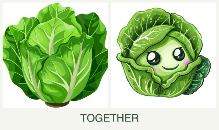Can you plant lettuce and cabbage together?