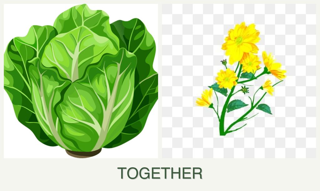 Can you plant lettuce and calendula together?