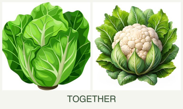 Can you plant lettuce and cauliflower together?