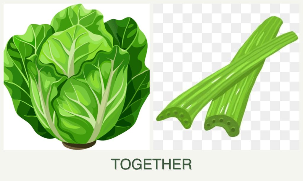 Can you plant lettuce and celery together?
