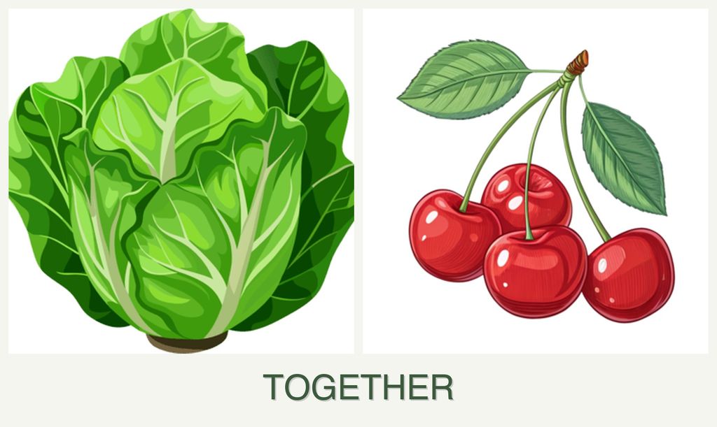 Can you plant lettuce and cherries together?