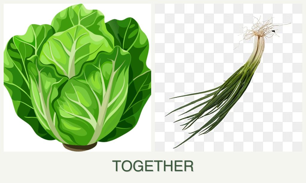 Can you plant lettuce and chives together?