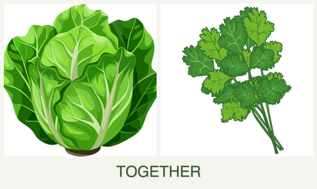 Can you plant lettuce and cilantro together?