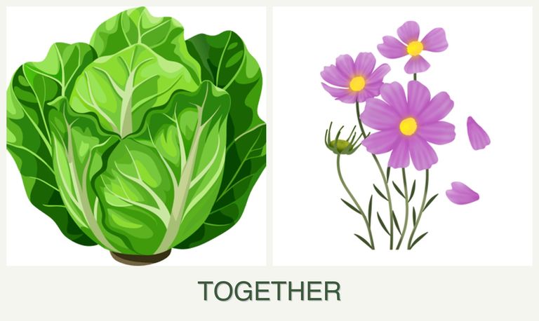 Can you plant lettuce and cosmos together?
