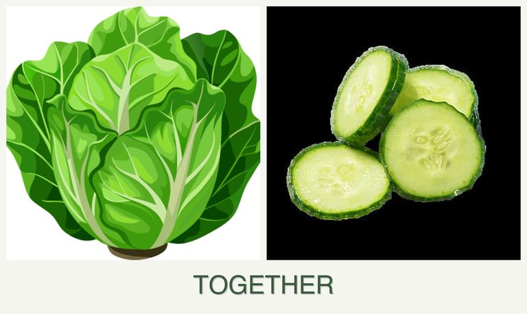 Can you plant lettuce and cucumbers together?