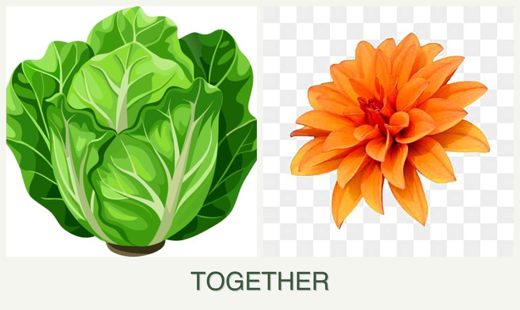 Can you plant lettuce and dahlias together?