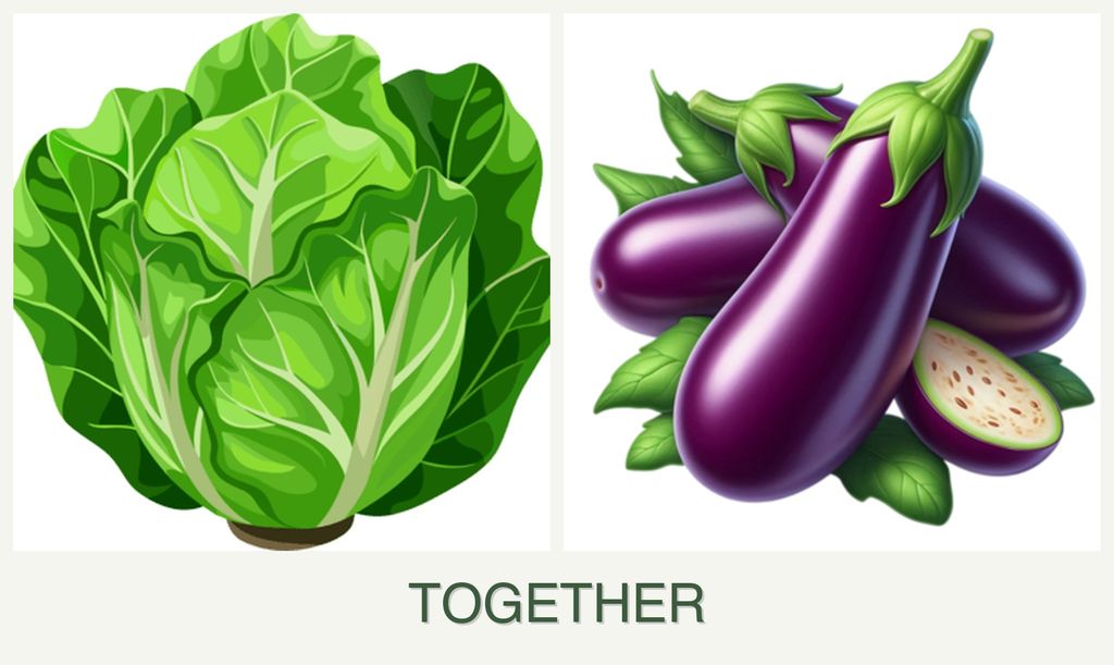 Can you plant lettuce and eggplant together?