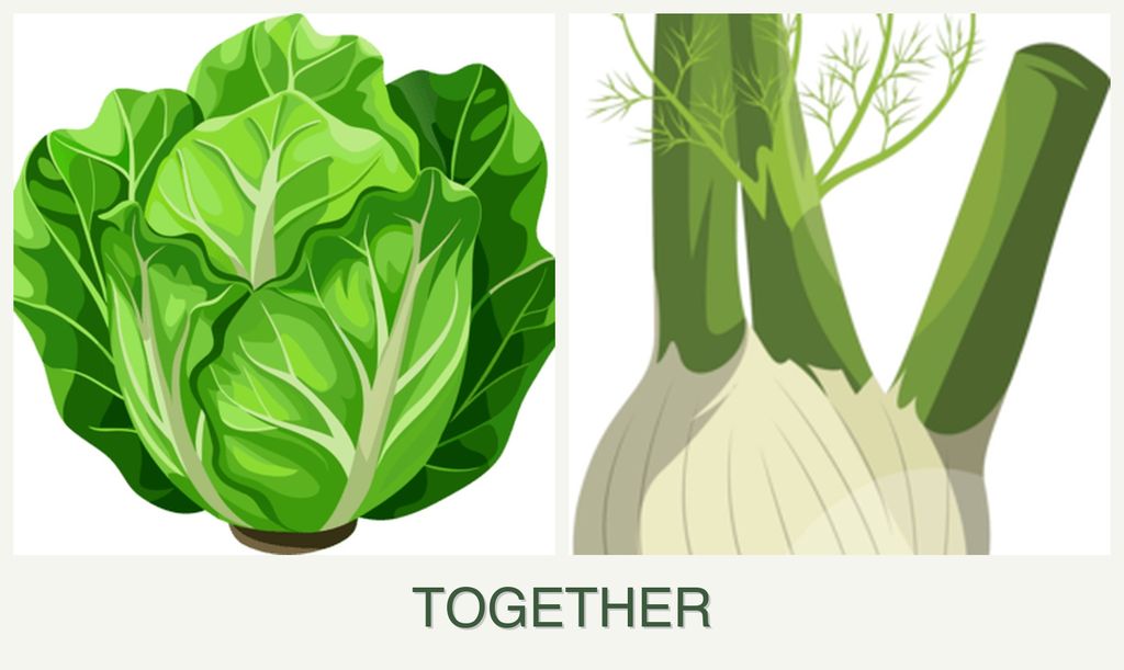 Can you plant lettuce and fennel together?