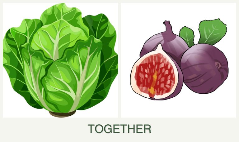 Can you plant lettuce and figs together?